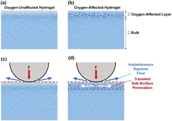 Graphical abstract of publication 52